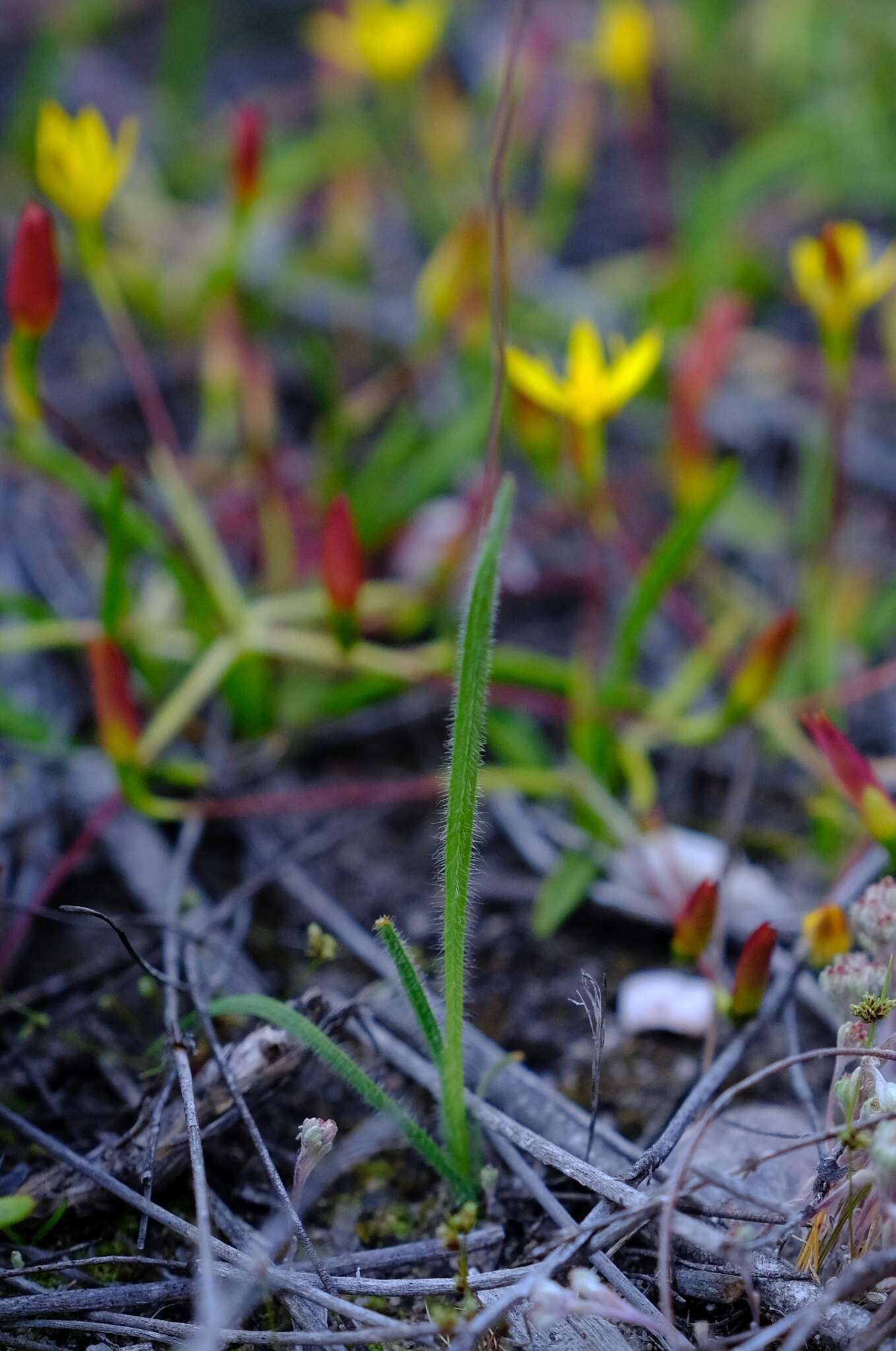 Hesperantha pilosa (L. fil.) Ker Gawl.的圖片