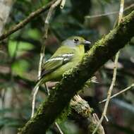 Image of Wing-barred Piprites