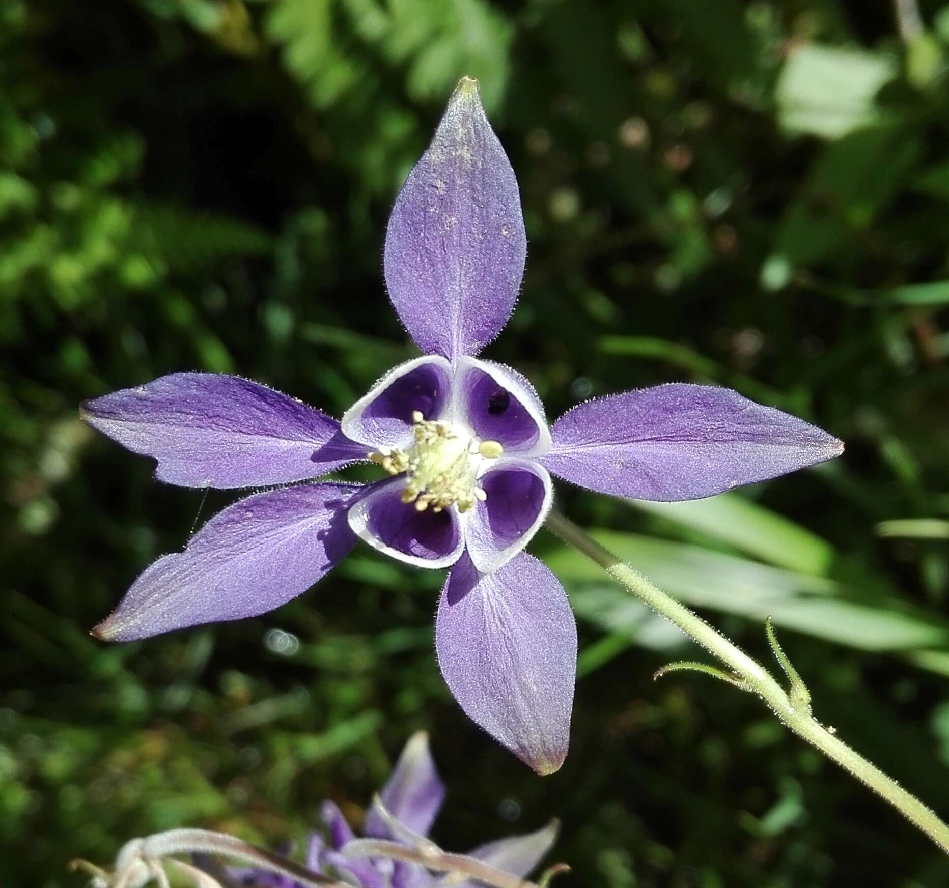 Imagem de Aquilegia vulgaris subsp. dichroa (Freyn) L E. Diaz