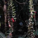 Image of Aeschynanthus tricolor Hook.