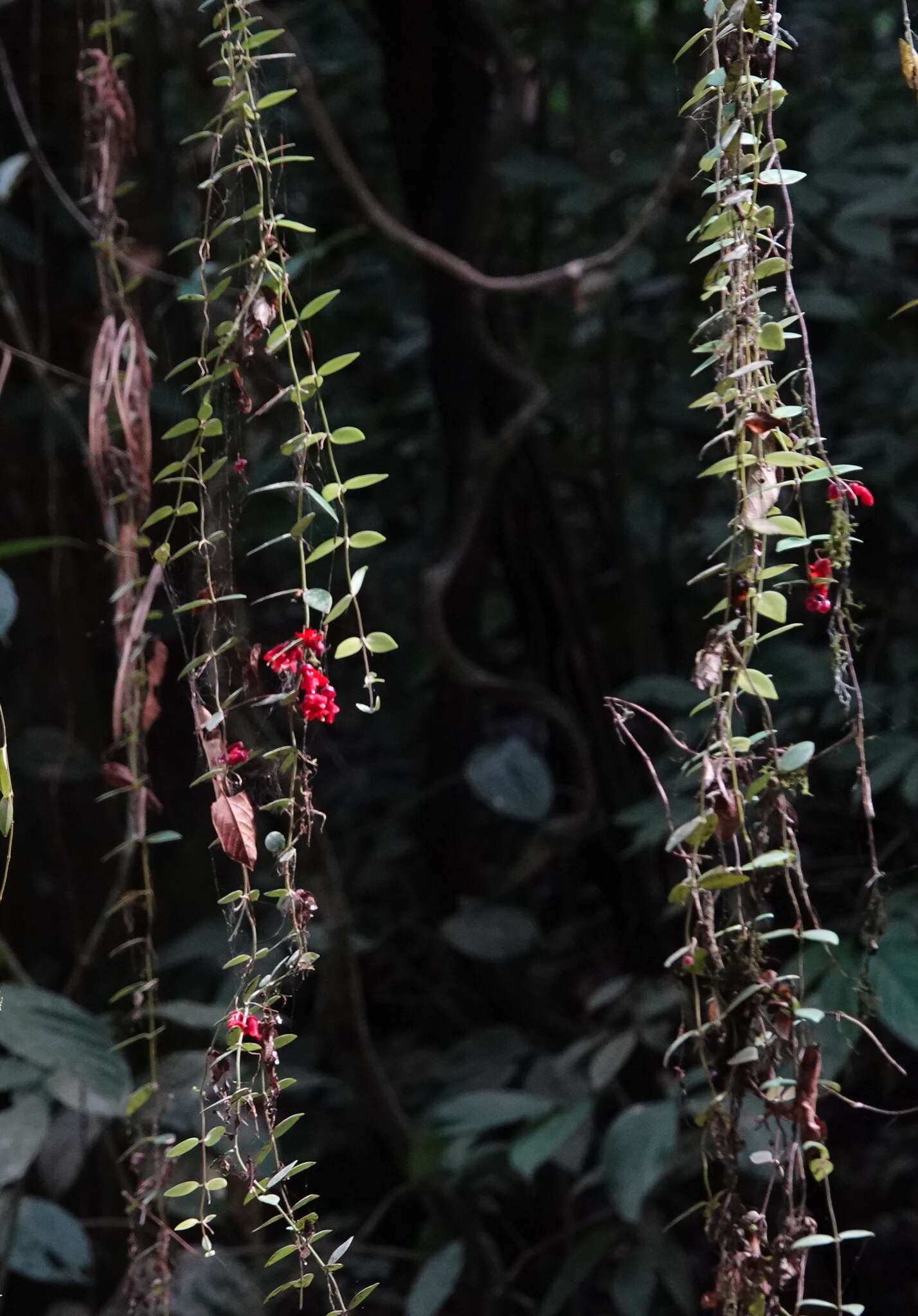 Image of Aeschynanthus tricolor Hook.