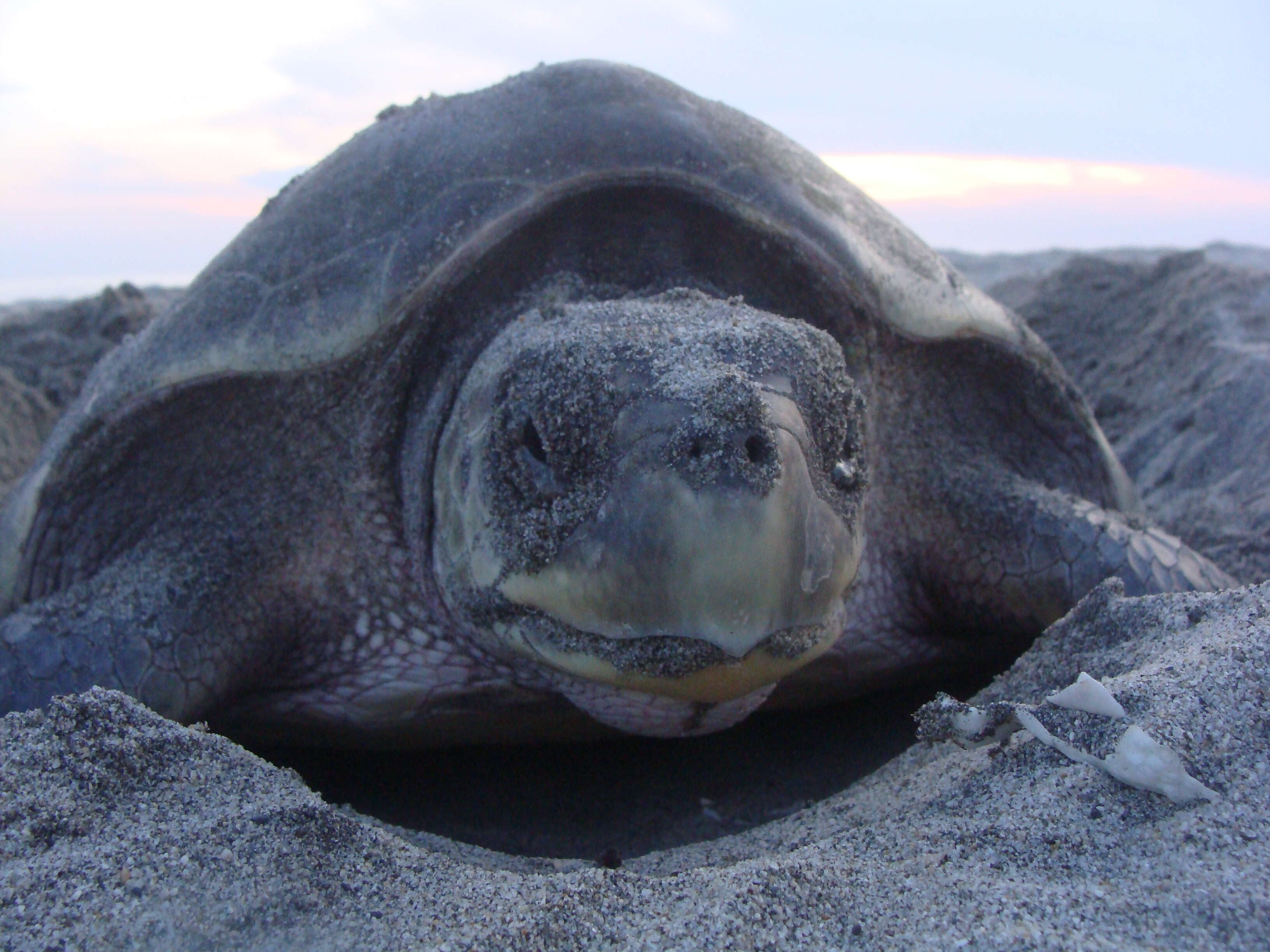 Image of Ridley sea turtles