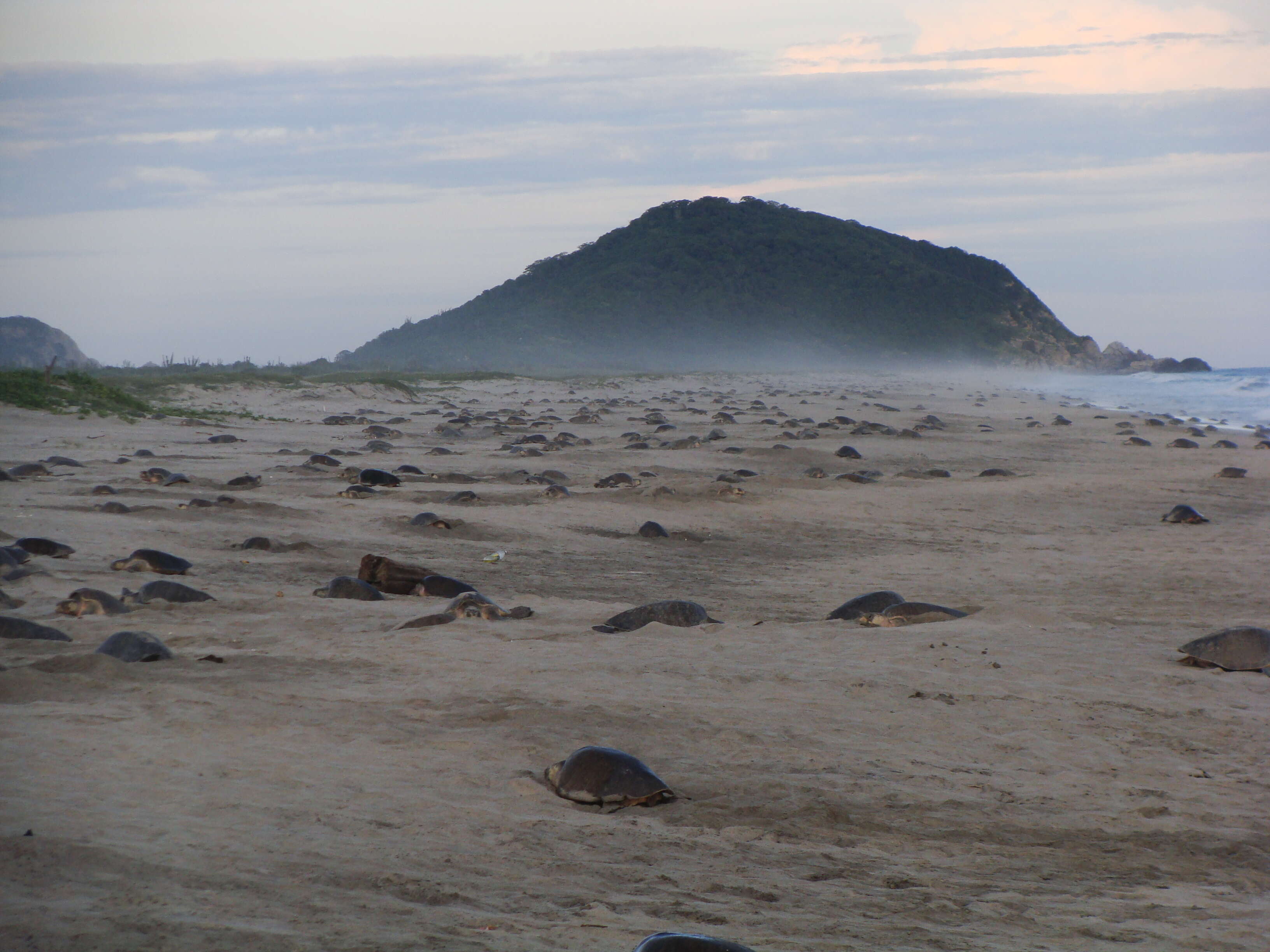 Image of Ridley sea turtles