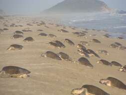 Image of Ridley sea turtles