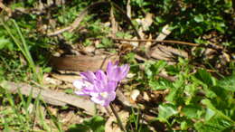 صورة Dichelostemma capitatum (Benth.) Alph. Wood