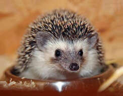 Image of Somali Hedgehog