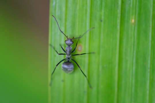 Image of Polyrhachis subfossa Viehmeyer 1913