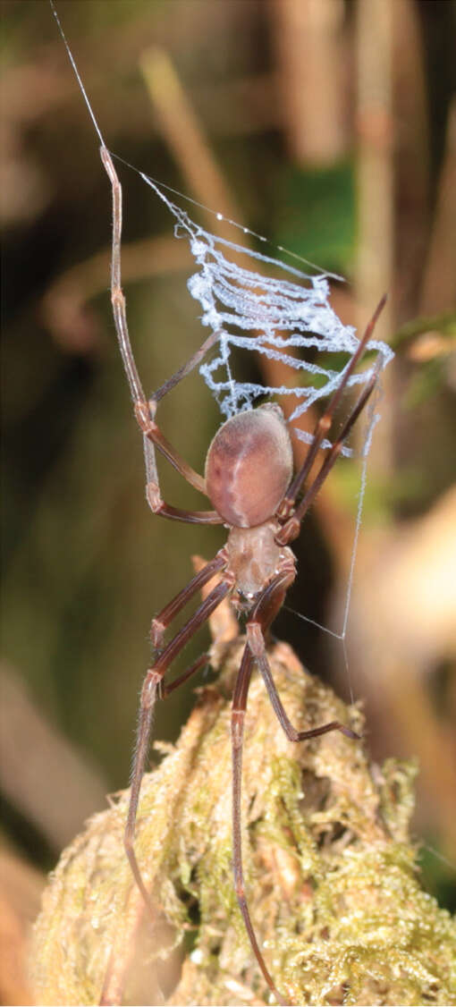 Image of Progradungula