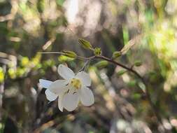 Imagem de Myosotis laeta Cheesem.