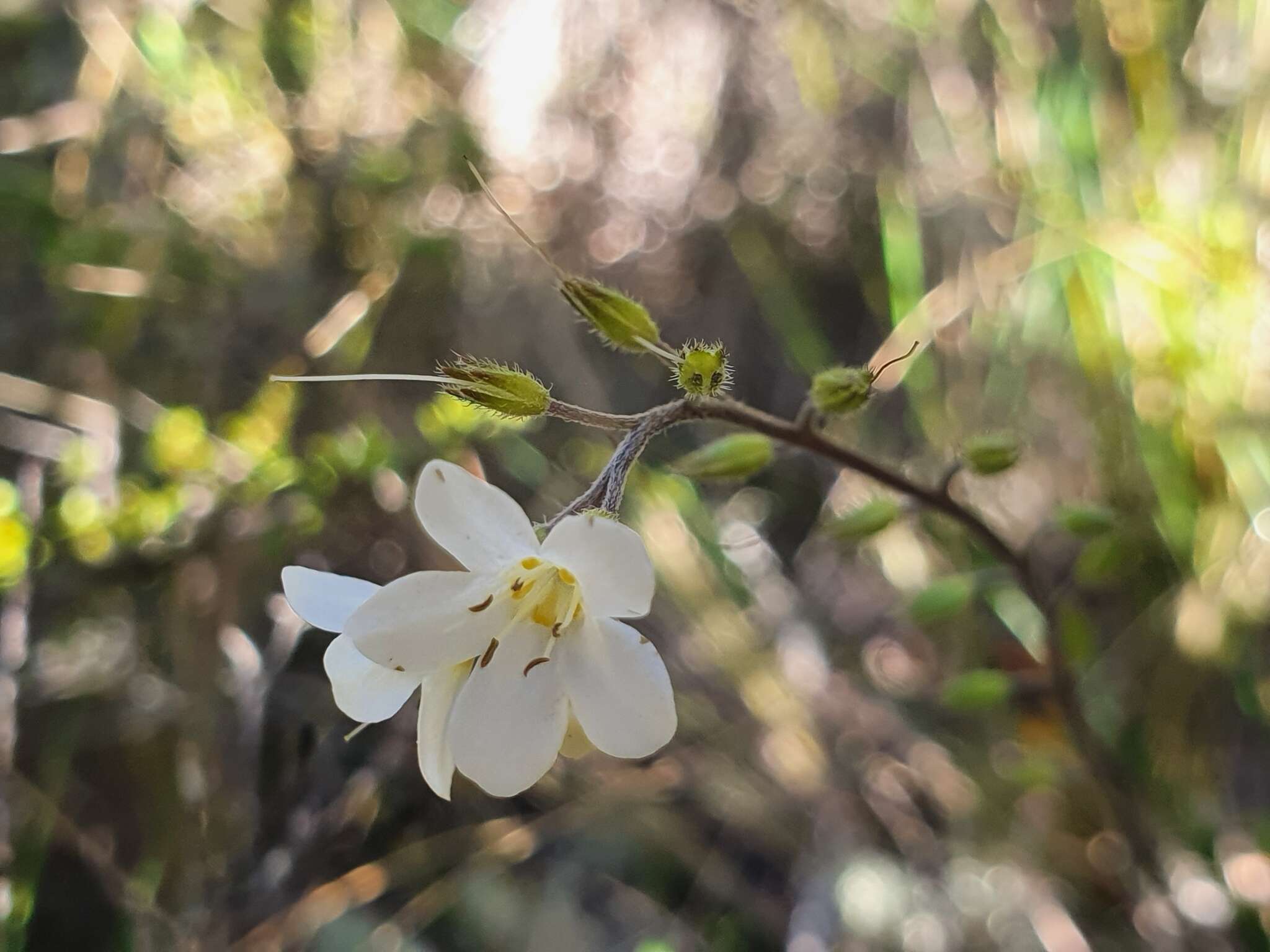 Image of Myosotis laeta Cheesem.