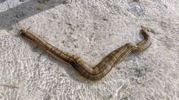 Image of Lion's Paw Sea Cucumber