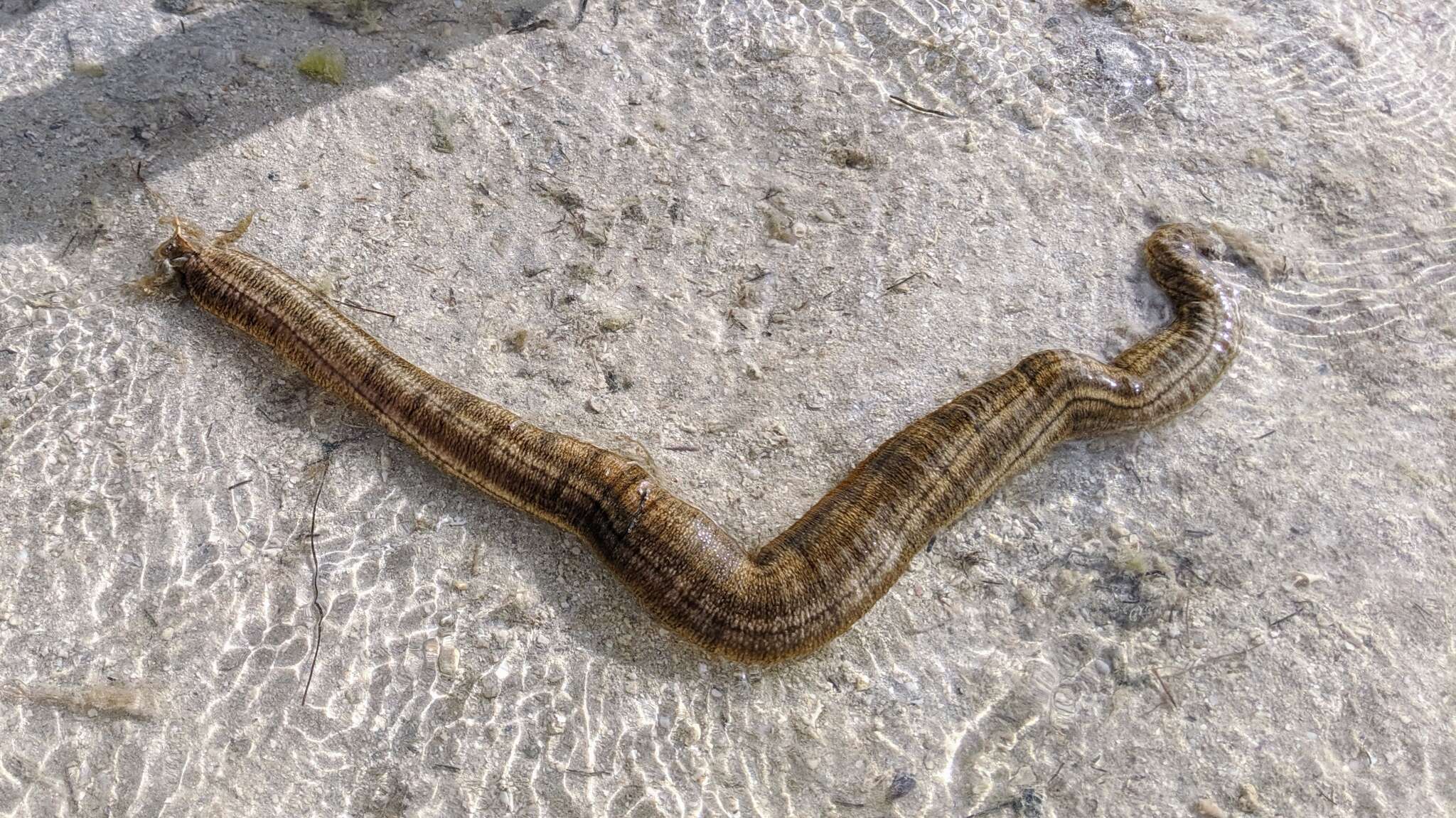 Image of Lion's Paw Sea Cucumber