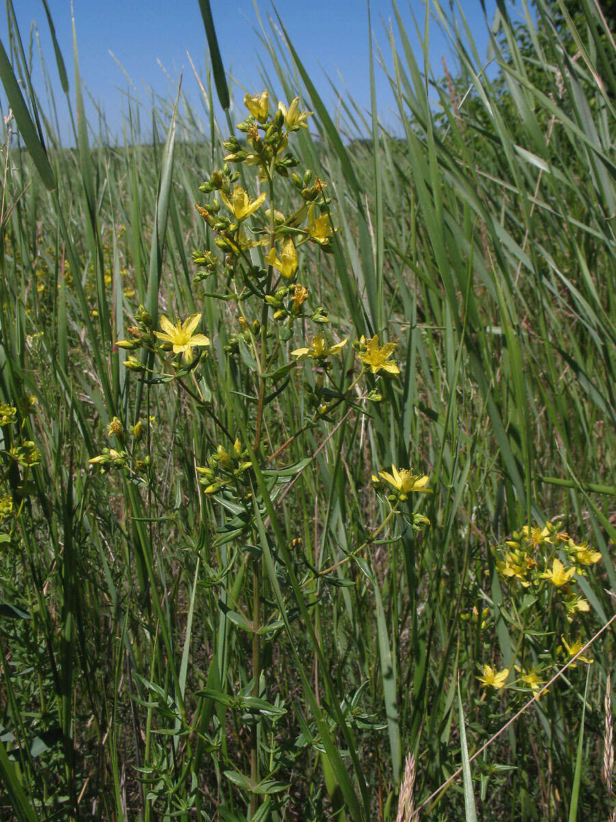 Image of Hypericum elegans Steph. ex Willd.