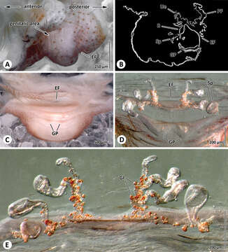 Image of Progradungula