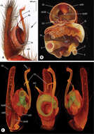 Image of Progradungula