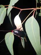 Image de Drymaplaneta communis Tepper 1893