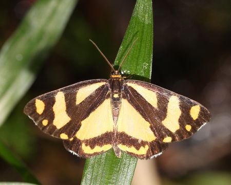 Image of <i>Psychostrophia melanargia</i> Butler 1877