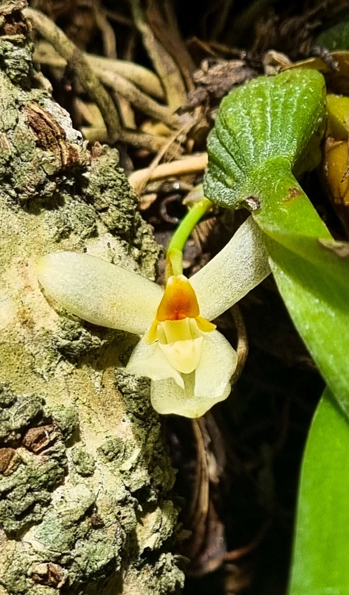 Image of Maxillaria hedwigiae Hamer & Dodson