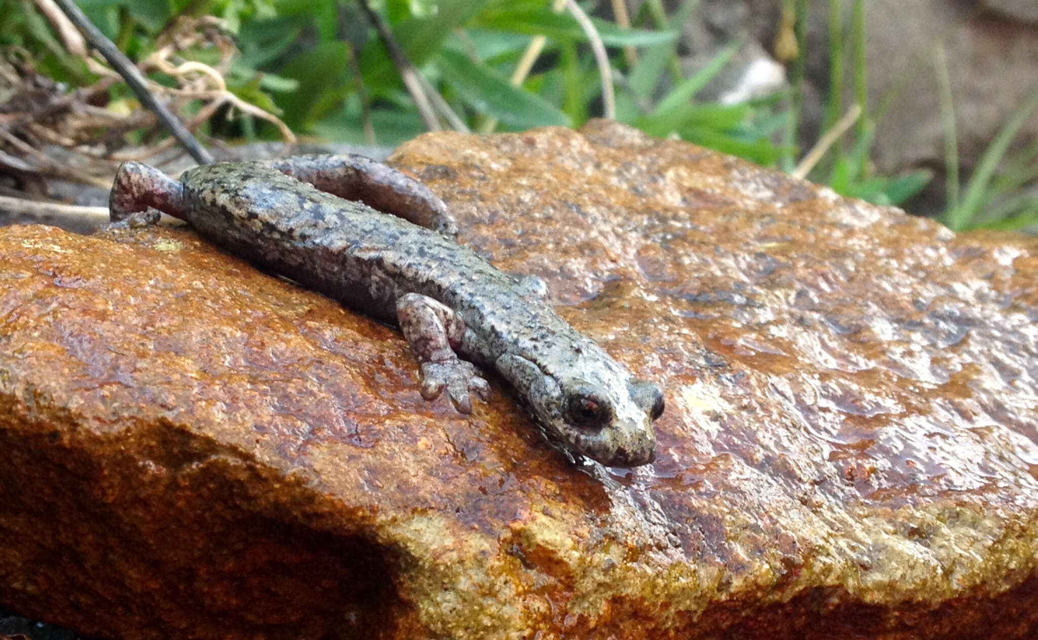 Image of Mount Lyell Salamander