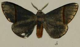 Image of Epanaphe moloneyi Druce 1887