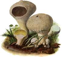 Imagem de Lycoperdon perlatum Pers. 1796