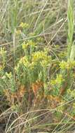 Image of Pimelea curviflora R. Br.