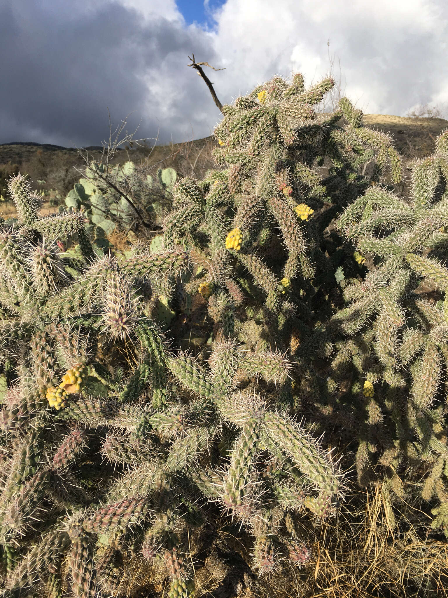 Image of Cylindropuntia imbricata subsp. spinosior