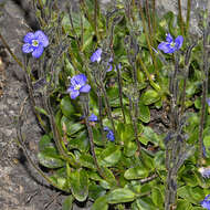 Image of leafless-stemmed speedwell