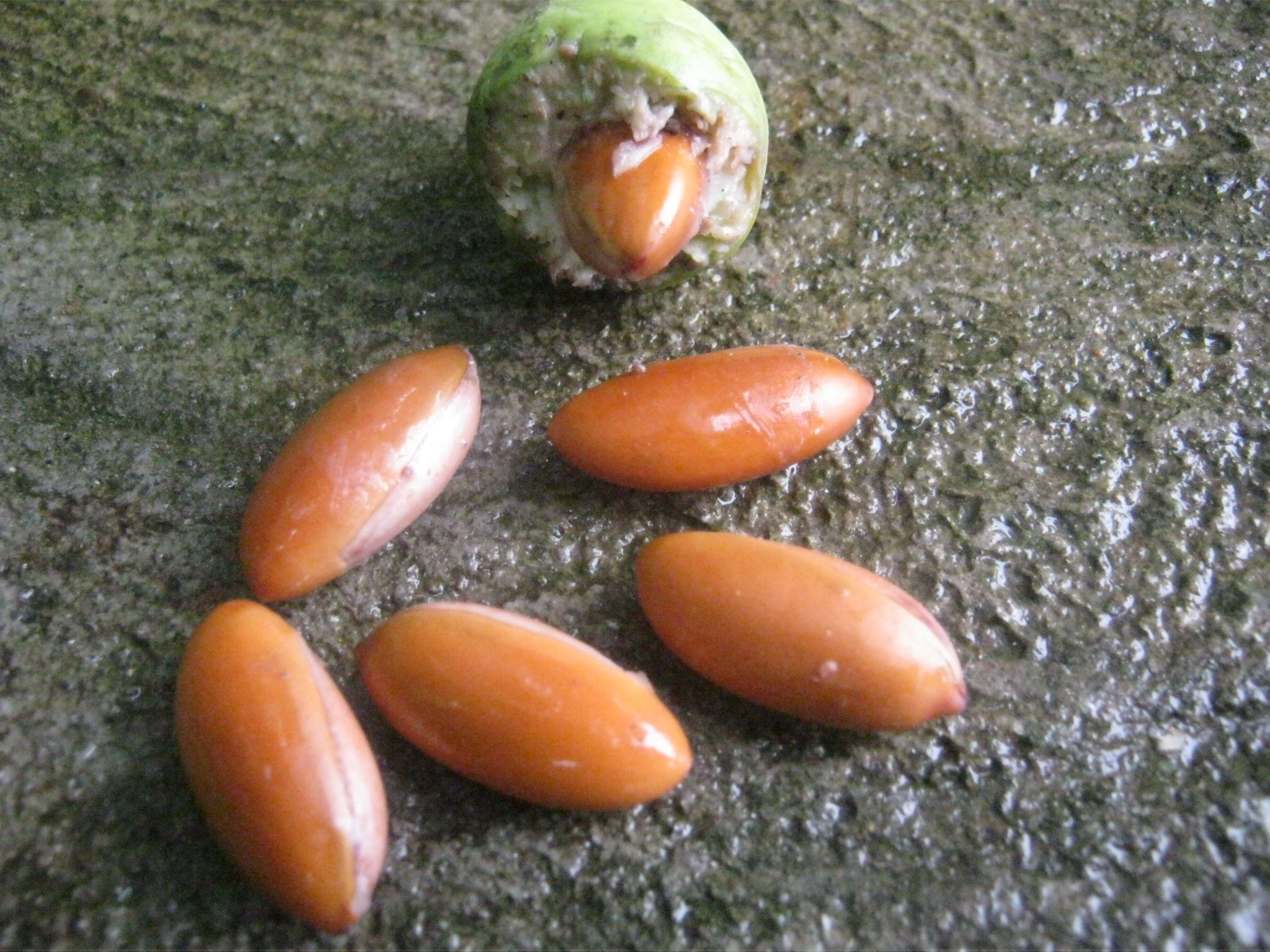 Image of Indian-buttertree