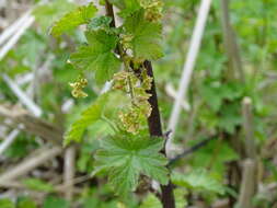 Image of Red Currant