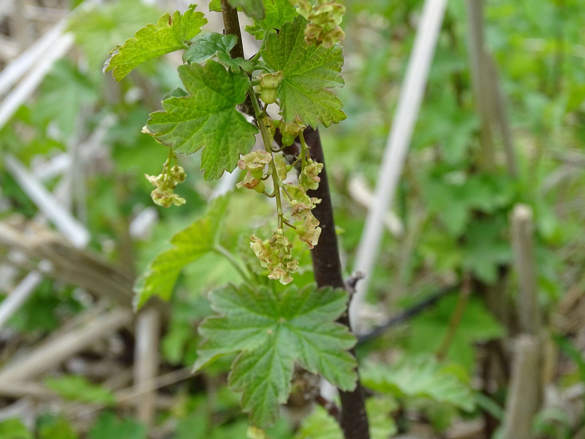 Image of Red Currant