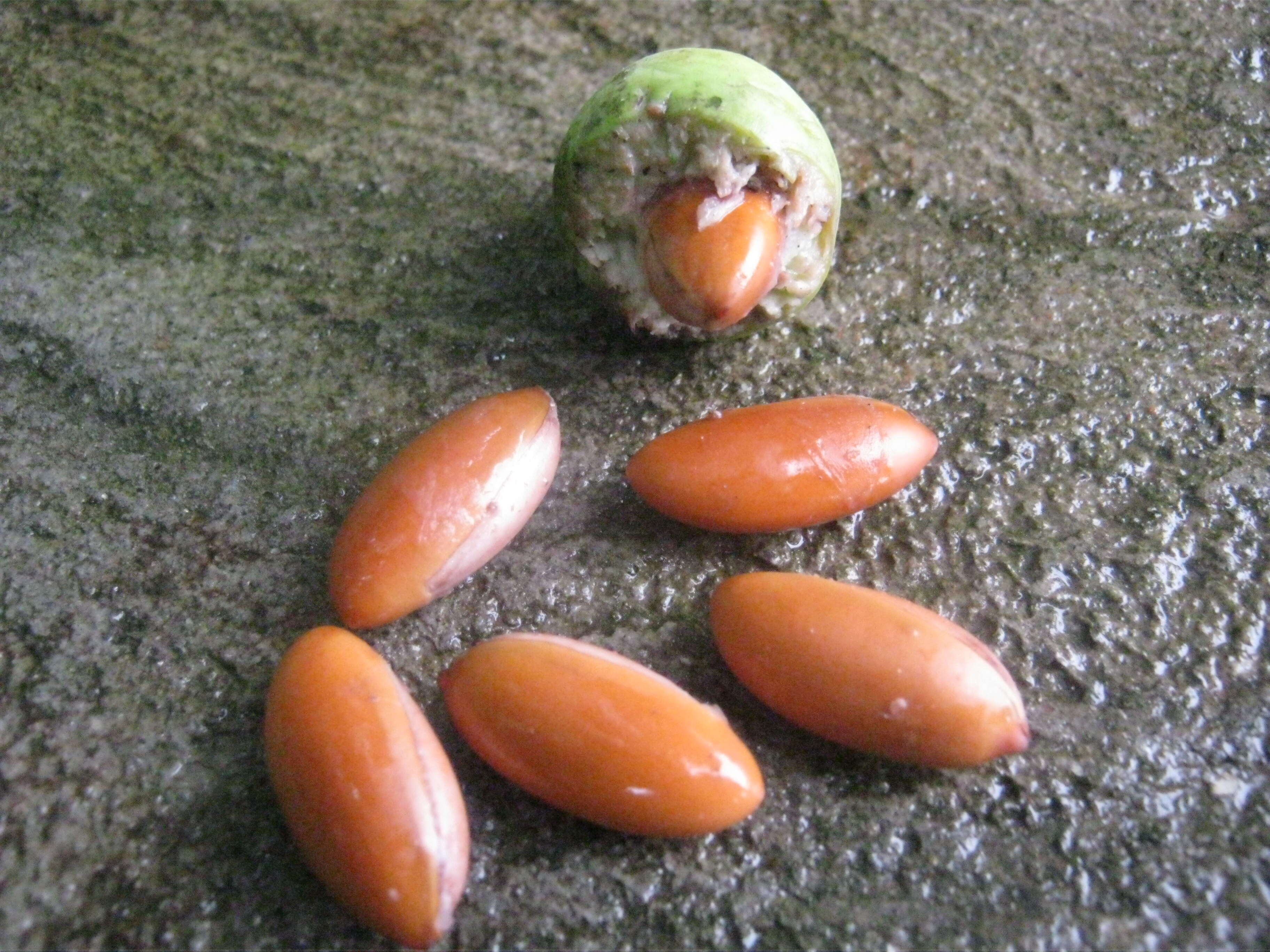 Image of Indian-buttertree