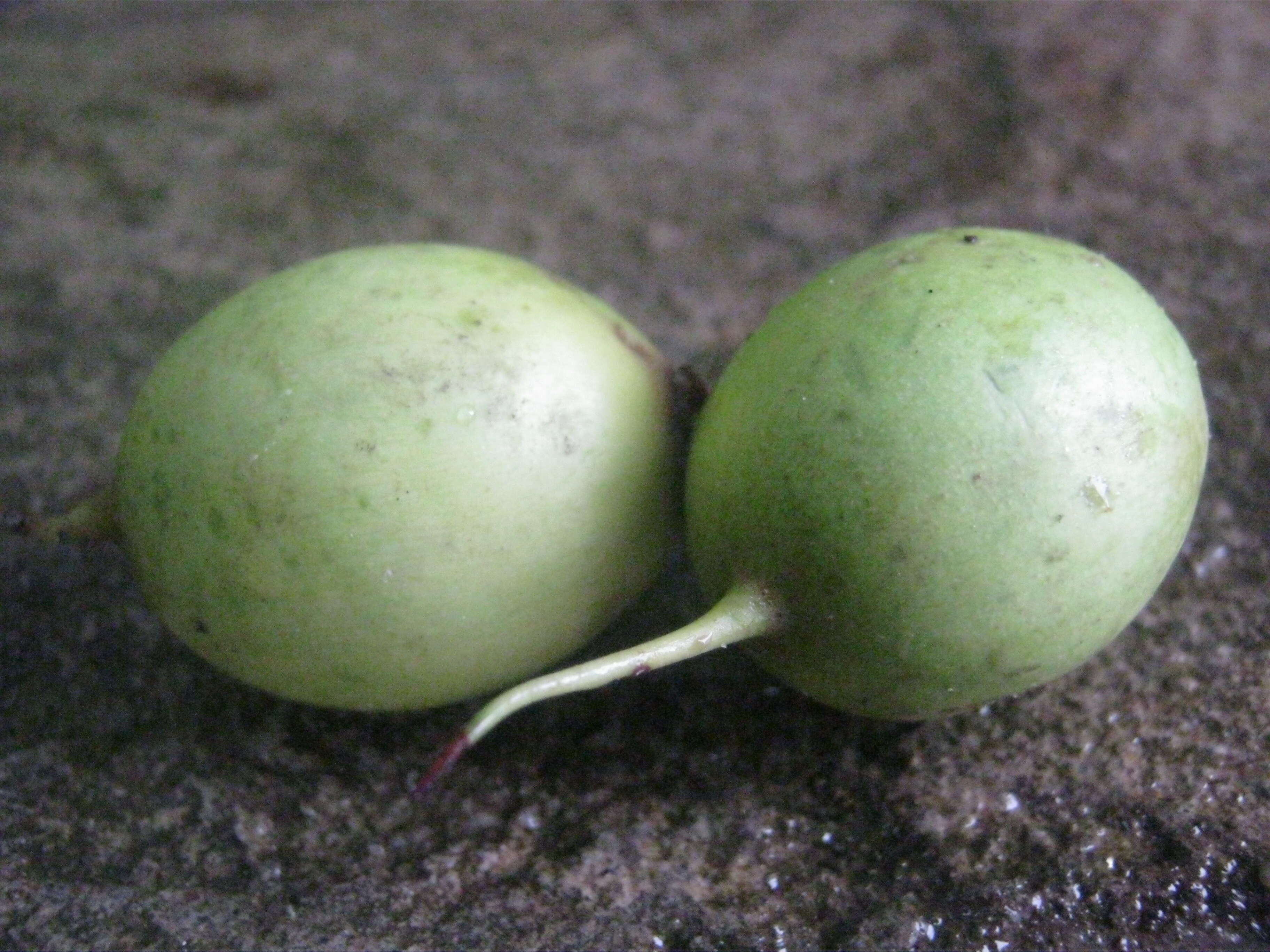 Image of Indian-buttertree