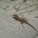 Image of Blue-throated Keeled Lizard