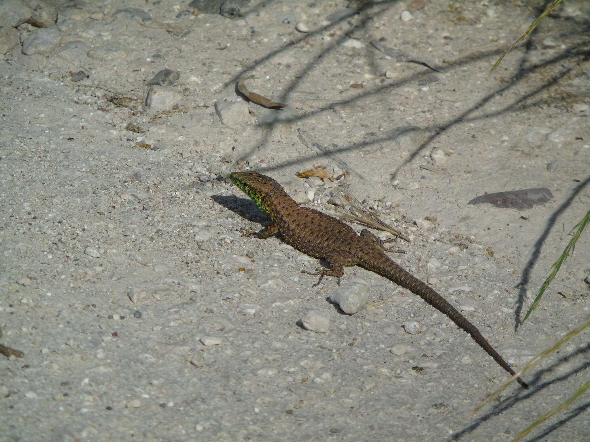 Image of Blue-throated Keeled Lizard