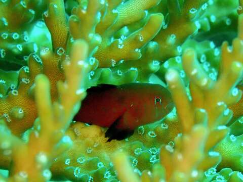 Image of Five-bar coral goby