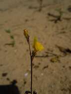 Image of Linaria bipunctata subsp. glutinosa (Hoffmgg. & Link) D. A. Sutton