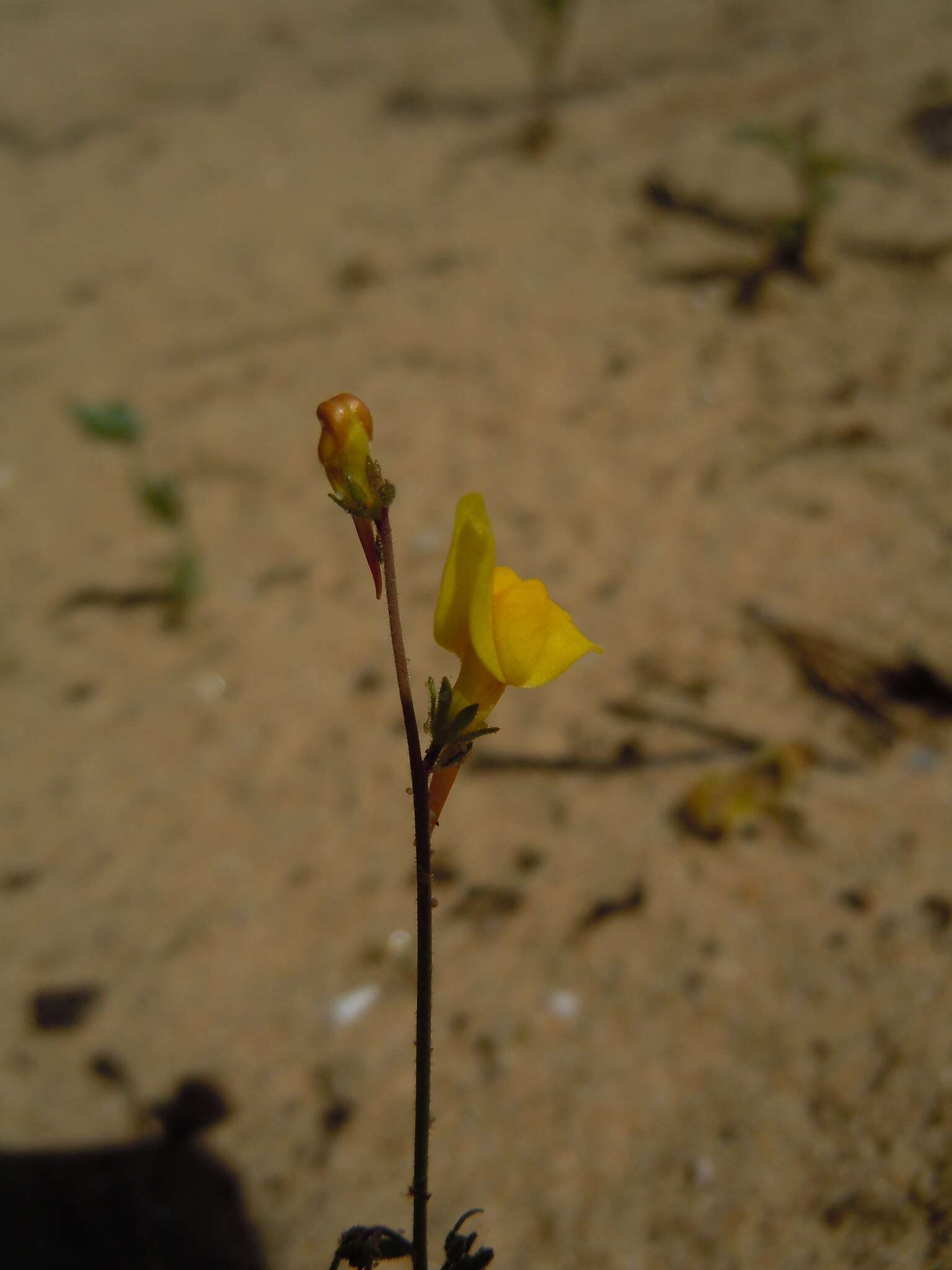 Image of Linaria bipunctata (L.) Chaz.