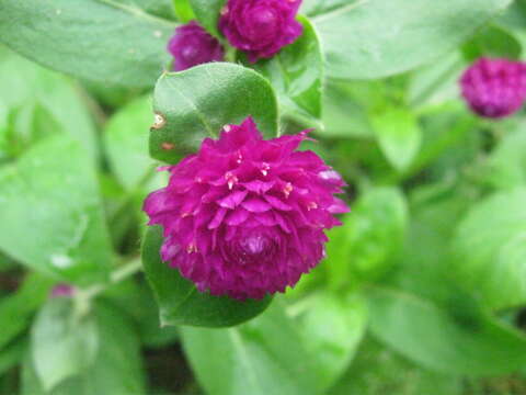 Image of Globe Amaranth