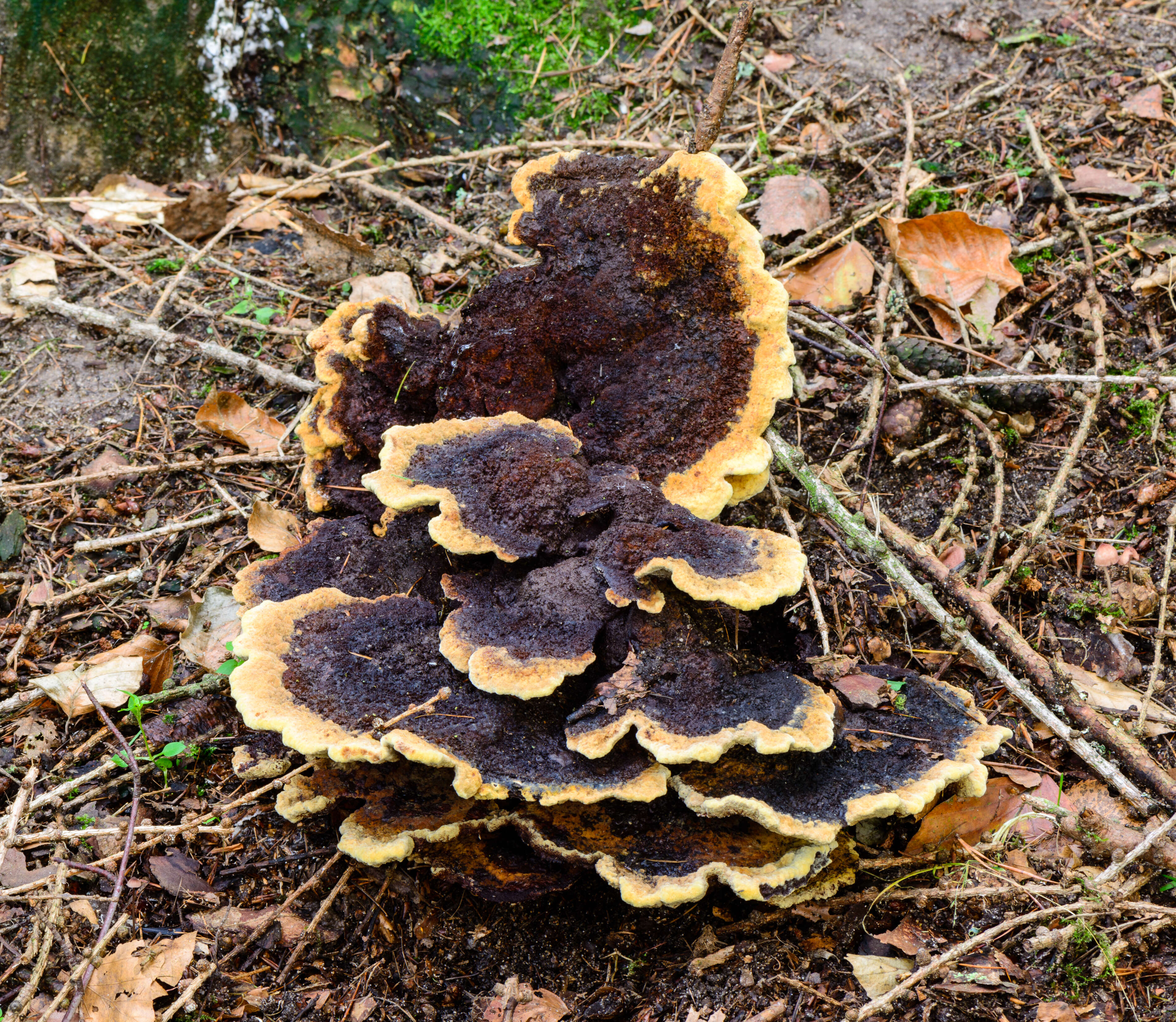 Image de Polypore éponge