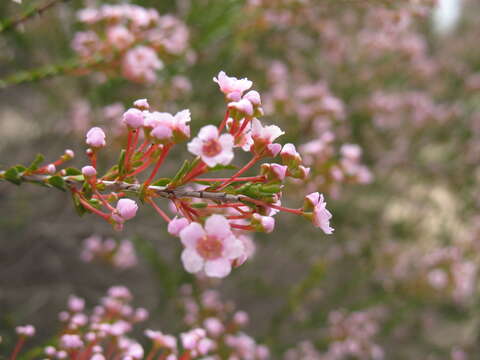 Image of Scholtzia laxiflora Benth.