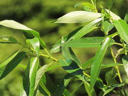 Image of Salix lasiandra var. lasiandra