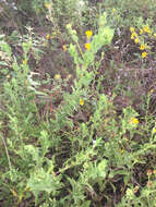 Image of camphorweed