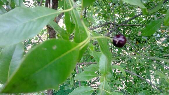 Image of Sandalwood