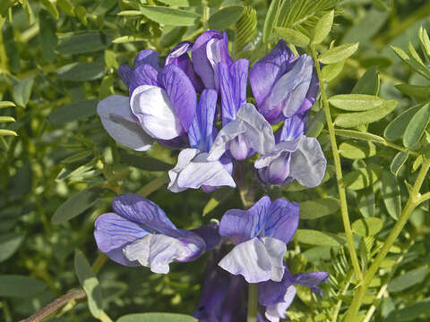 Imagem de Vicia dumetorum L.