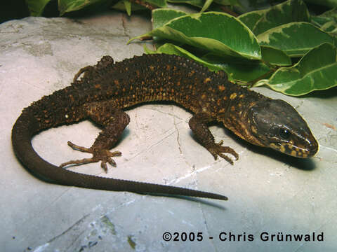 Image of tarascan tropical night lizard