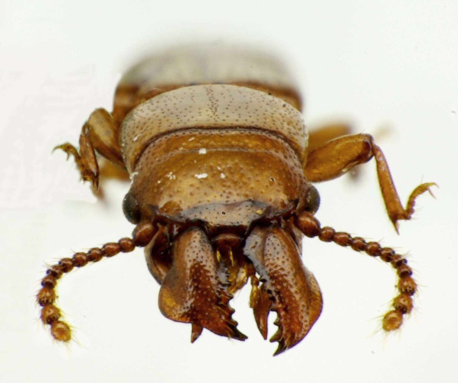 Image of Prostomis mandibularis (Fabricius 1801)