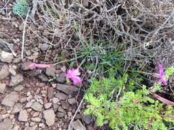 Image of Dianthus basuticus subsp. basuticus