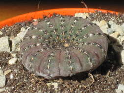 Image of Frailea castanea Backeb.