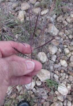 Image of Kleberg's bluestem